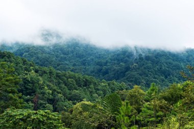 Sisli bir günde yeşil yağmur ormanlarının dağlarının ve tepelerin manzarası