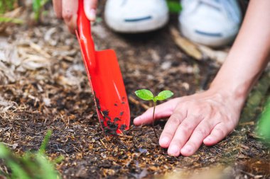 Bahçeye küçük bir ağaç dikmek için kürek kullanan bir kadının yakın plan resmi.