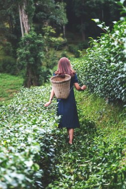 Bir çay tarlasında yürüyen ve çay yaprağı toplayan bir kadının arka plan görüntüsü.