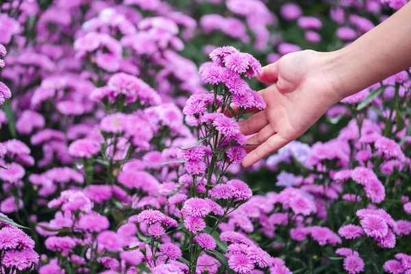 Зображення Руки Жінки Торкається Прекрасної Квітки Маргарет Полі — стокове фото