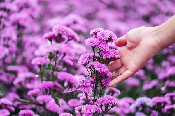 Зображення Руки Жінки Торкається Прекрасної Квітки Маргарет Полі — стокове фото