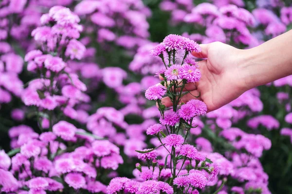 Зображення Руки Торкається Прекрасної Квітки Маргарет Полі — стокове фото