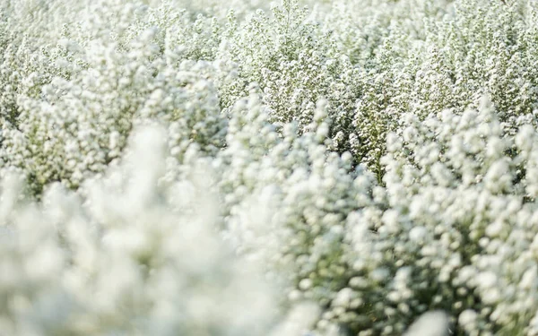 Крупним Планом Зображення Красивого Квіткового Поля Каттер — стокове фото