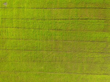 Kırsaldaki güzel yeşil çeltik pirinç tarlalarının hava görüntüsü.