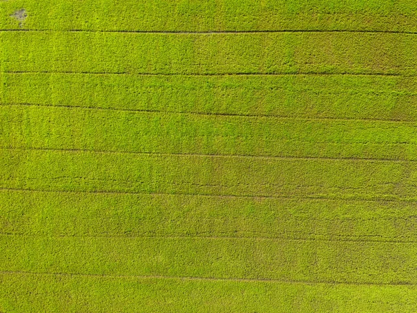 Kırsaldaki güzel yeşil çeltik pirinç tarlalarının hava görüntüsü.