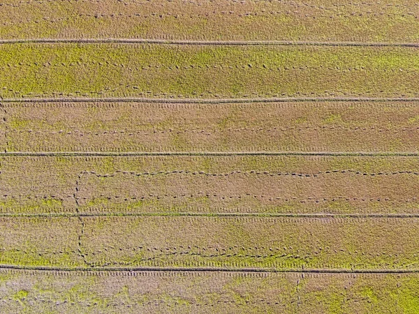 Aerial View Image Paddy Rice Fields Countryside — ストック写真