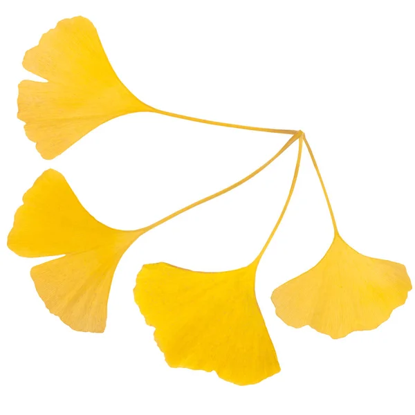 Composition Golden Decorative Beautiful Dry Leaves Ginkgo White Background Flat — Stock Photo, Image