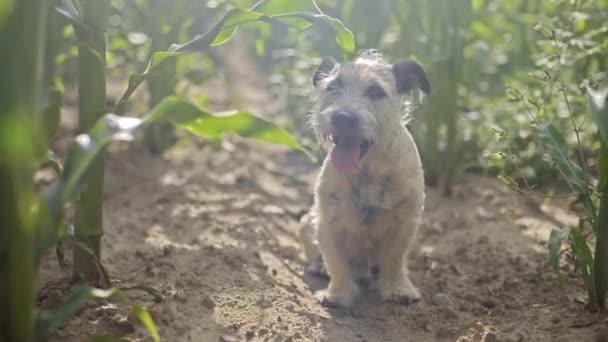 Собака Відпочиває Спекотний День Кукурудзяному Полі — стокове відео