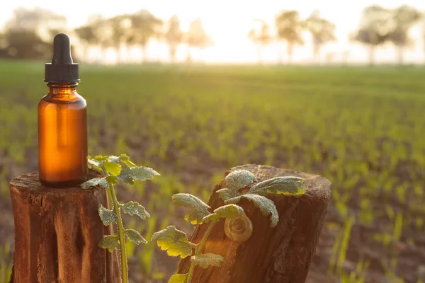 Garrafa Médica Com Óleo Fundo Vegetação Ambiente Natural Produto Ecológico — Fotografia de Stock