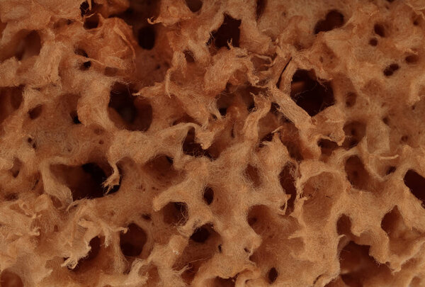 Similar texture of beige natural sponge. Sponge texture background, close-up. Natural sponges, macro.