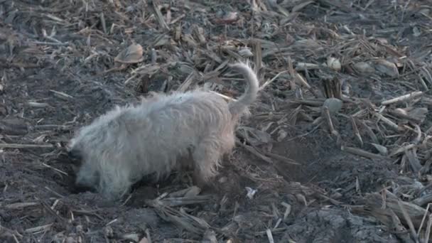 Dog Digging Hole Shaggy Terrier Digs Ground Field — Stock Video