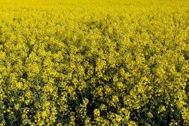 Çiçek açan kolza tohumu tarlası, atılmış çiçekler. Güzel renkler. Yakın plan.