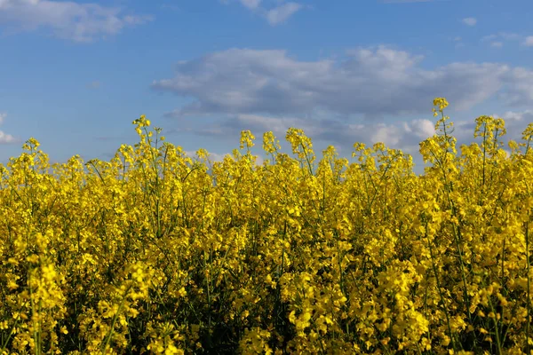 Blühende Rapspflanze Feld Gelbe Rapsblüten Und Blauer Himmel Kopierraum — Stockfoto