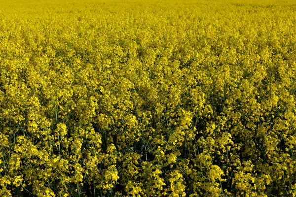 Oilseed Rape Blooms Canes Bloom Field Yellow Rapeseed — Stock fotografie