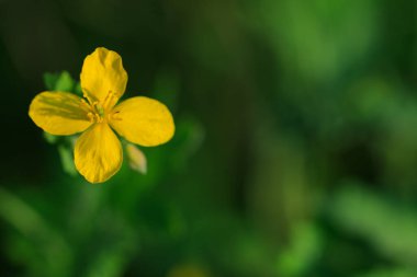 Celandine, Chelidonium Majus, şifalı bitki. Metin için alanı kopyala.