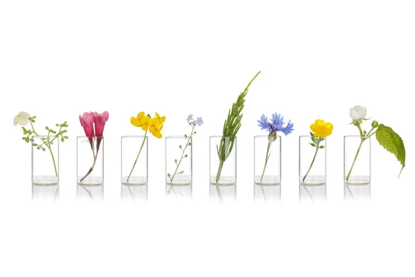 Doğal ilaçlar, aromaterapi. Taze bitki çiçekli cam tabak. Çiçekler fizyoterapide bir terapi aracıdır. Bitki aromalı Bach terapisi..