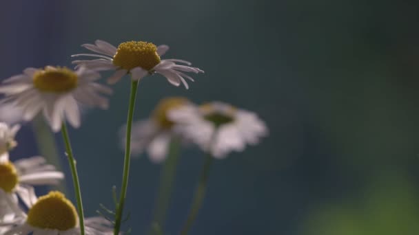 Florile Mușețel Închid Reflecții Ușoare Musetel Frumoasa Scena Natura Flori — Videoclip de stoc