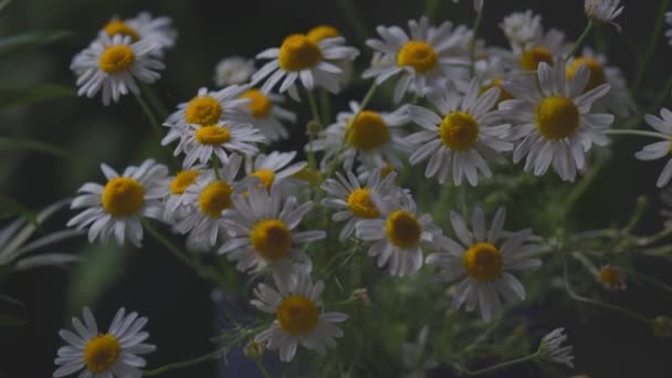 Rumianek Piękna Scena Natury Medycznych Kwiatów Rumianku Kwitnących Słońcu Letnie — Wideo stockowe