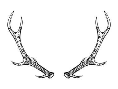 Antler, drawing on white background. Large deer antlers on white background. deer Minimalist illustration