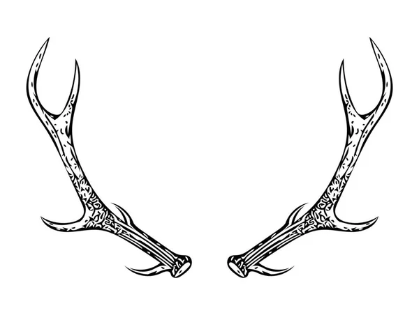 Antler Drawing White Background Large Deer Antlers White Background Deer — Zdjęcie stockowe