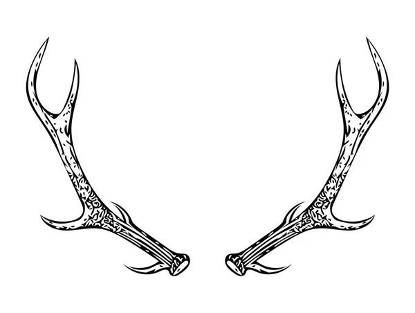 Antler Drawing White Background Large Deer Antlers White Background Deer - Stock-foto