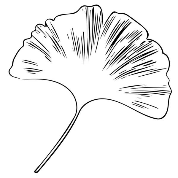 Ботаническая Иллюстрация Листьев Гинкго Билобы Выделенных Белом Фоне Силуэт Листьев — стоковое фото