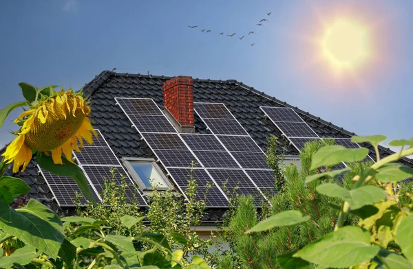 Solar cells on a roof with sun flowers in the foreground. Sunflower with solar background.