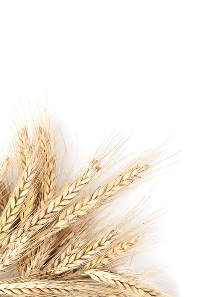 大麦の白 — ストック写真