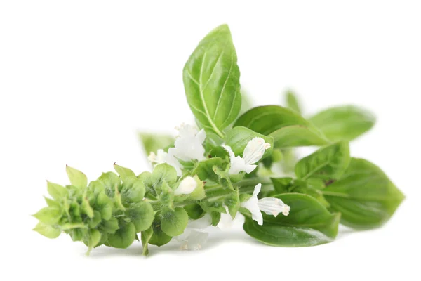 Blooming basil — Stock Photo, Image