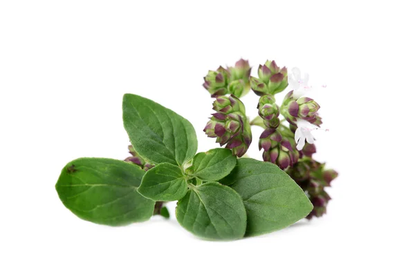 Origano fiorito — Foto Stock