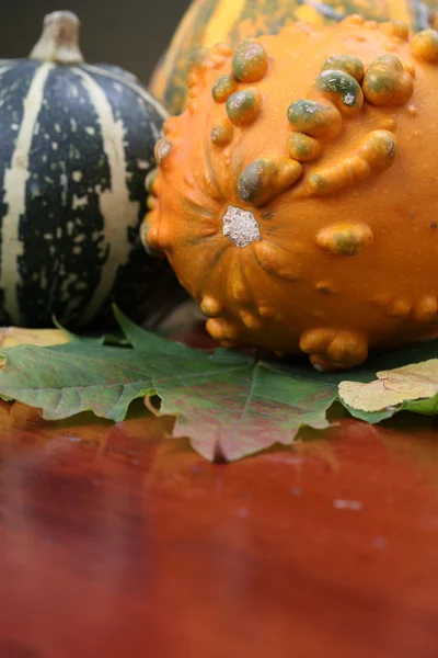 Kleurrijke pompoenen — Stockfoto