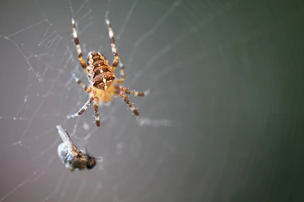 Diadem spider with prey — Stock Photo, Image