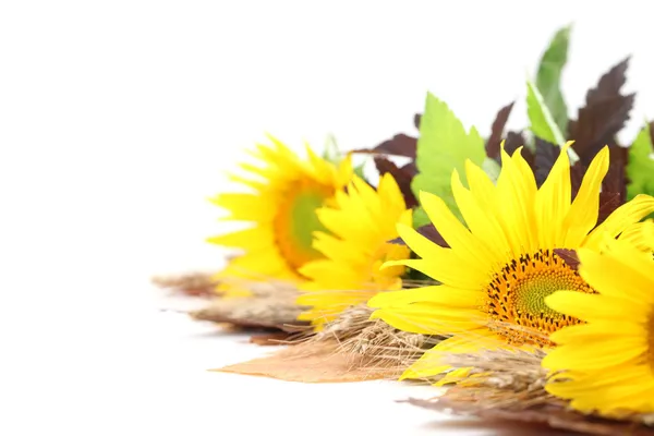 Arreglo de girasol — Foto de Stock