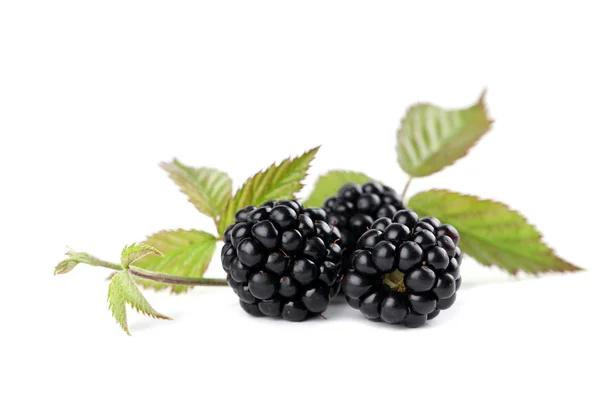 Blackberries — Stock Photo, Image