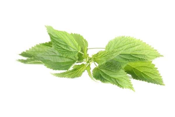 Nettle — Stock Photo, Image