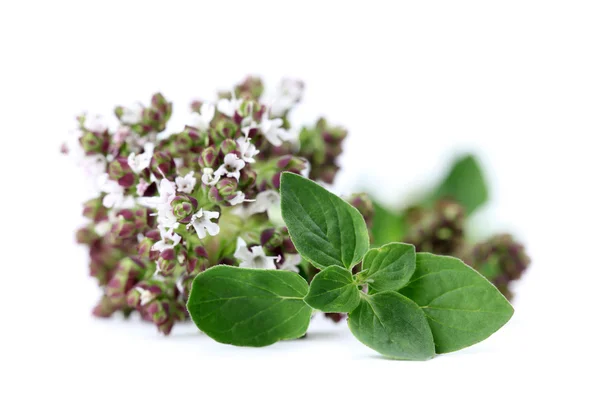 Blooming oregano — Stock Photo, Image