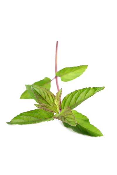 Mint on white background — Stock Photo, Image