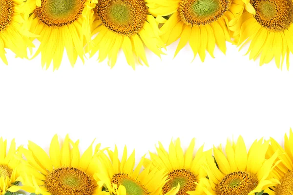 Sunflower frame — Stock Photo, Image