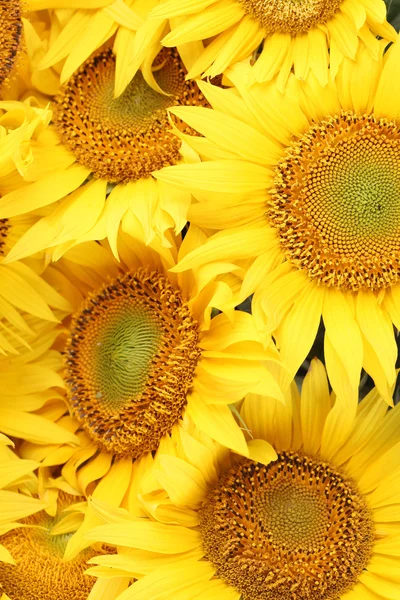 Fondo de girasol — Foto de Stock