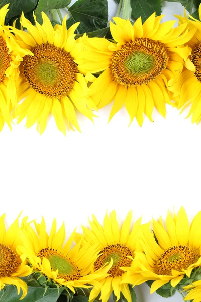 Sonnenblumenrahmen — Stockfoto