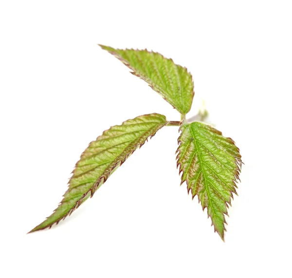 Blackberry leaf — Stock Photo, Image