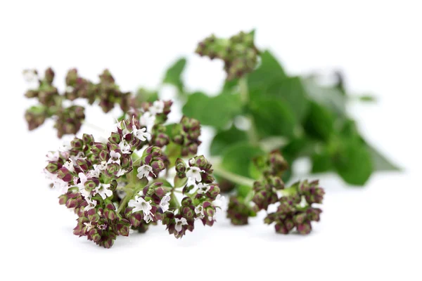 Blooming oregano — Stock Photo, Image