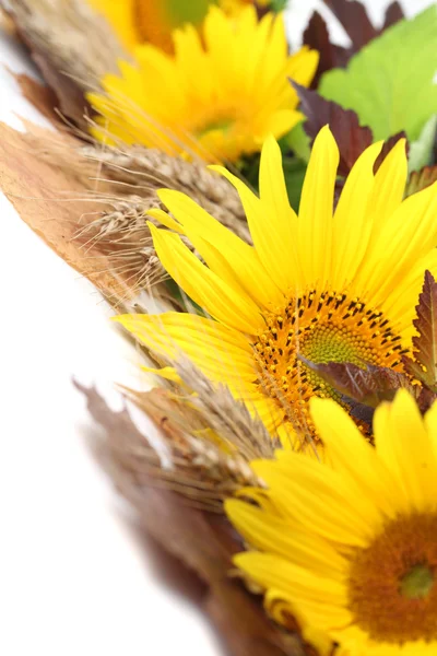 Zonnebloem grens — Stockfoto