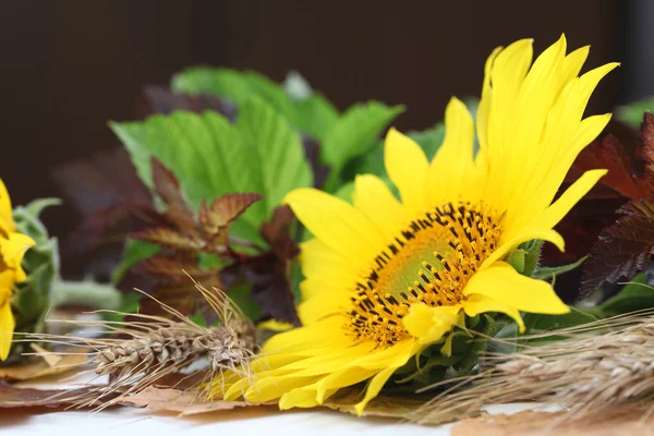 Girasole Natura morta — Foto Stock