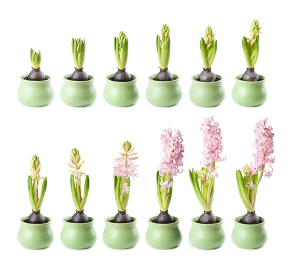 Pink hyacinth timelapse — Stock Photo, Image