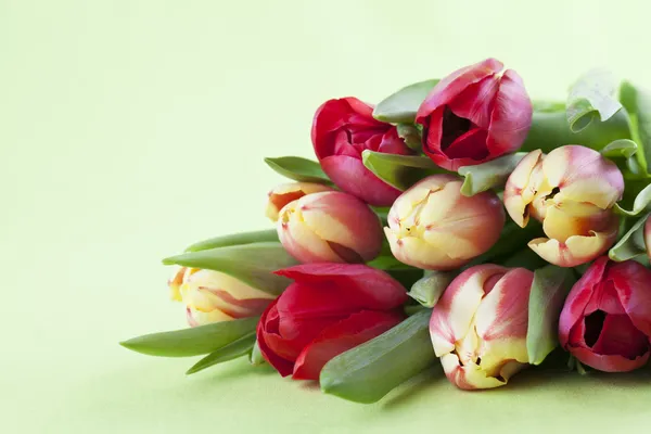 Rote und gelbe Tulpen — Stockfoto