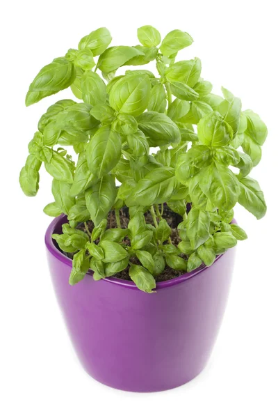 Basil in a flowerpot — Stock Photo, Image