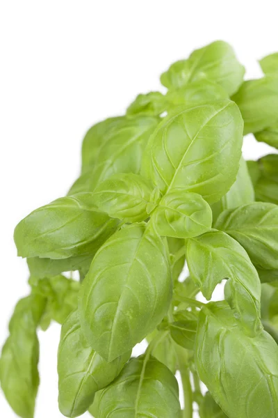 Basil on white — Stock Photo, Image