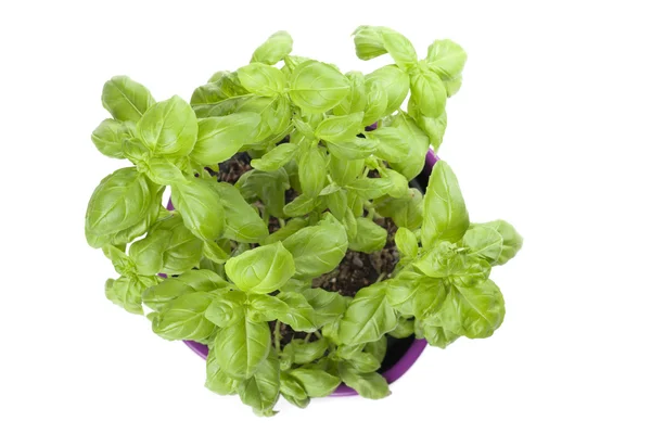 Basil in a flowerpot — Stock Photo, Image