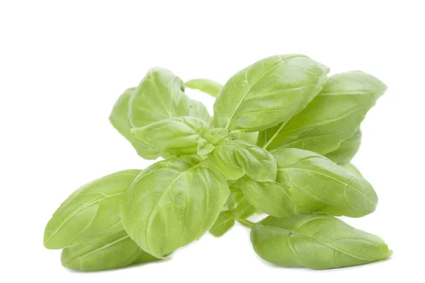 Basil on white — Stock Photo, Image